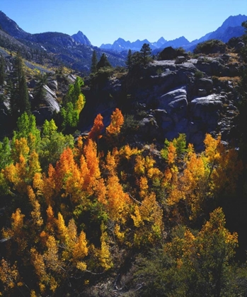 Picture of CA, SIERRA NEVADA AUTUMN OF ASPEN TREES