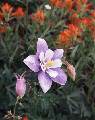 Picture of CO, COLUMBINE FLOWER IN YANKEE BOY BASIN