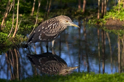 Picture of CA, SAN DIEGO BLACK-CROWNED NIGHT-HERON