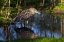 Picture of CA, SAN DIEGO BLACK-CROWNED NIGHT-HERON