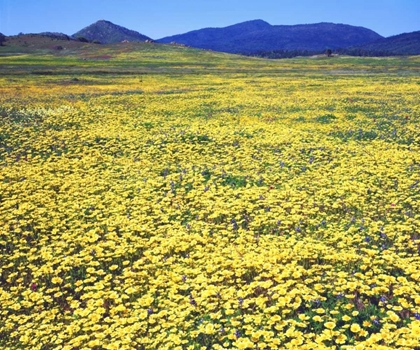 Picture of CA, CUYAMACA RANCHO SP TIDY TIP FLOWERS