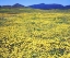 Picture of CA, CUYAMACA RANCHO SP TIDY TIP FLOWERS