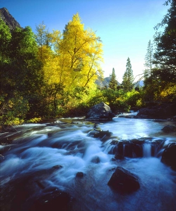 Picture of CA, SIERRA NEVADA, AUTUMN ALONG A STREAM