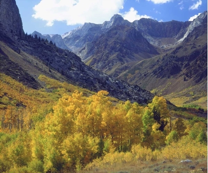 Picture of CA, SIERRA NEVADAŸASPEN TREES IN AUTUMN