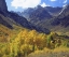 Picture of CA, SIERRA NEVADAŸASPEN TREES IN AUTUMN