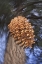 Picture of CA, SIERRA NEVADA, A PONDEROSA PINE CONE