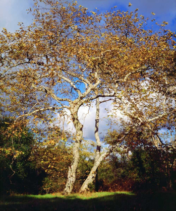 Picture of USA, CALIFORNIA, SAN DIEGO SYCAMORE TREE