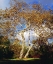 Picture of USA, CALIFORNIA, SAN DIEGO SYCAMORE TREE
