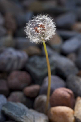 Picture of USA, CALIFORNIA DANDELION AND RIVER ROCK