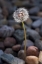 Picture of USA, CALIFORNIA DANDELION AND RIVER ROCK