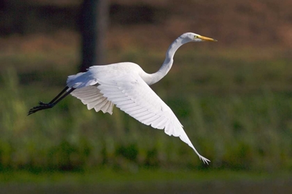 Picture of CALIFORNIA, SAN DIEGO GREAT EGRET FLYING