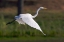 Picture of CALIFORNIA, SAN DIEGO GREAT EGRET FLYING