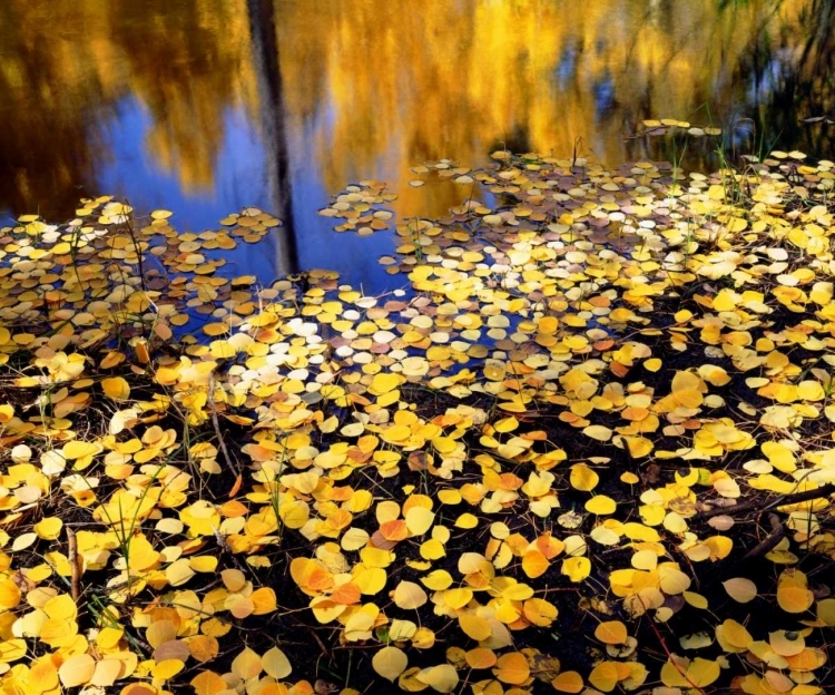 Picture of CA, SIERRA NEVADA ASPEN LEAVES IN AUTUMN