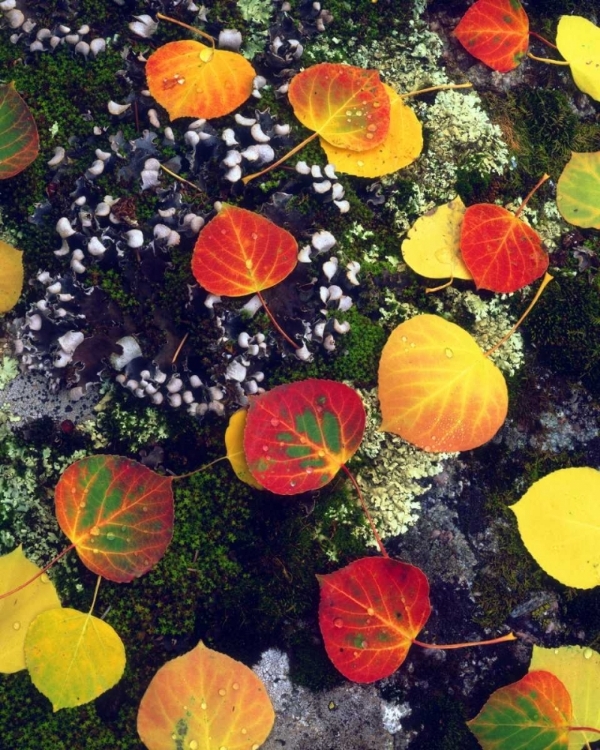 Picture of CO, ASPEN LEAVES ON A LICHEN COVERED ROCK