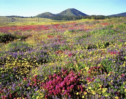Picture of CA, CUYAMACA RANCHO SP MEADOW OF FLOWERS