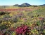 Picture of CA, CUYAMACA RANCHO SP MEADOW OF FLOWERS