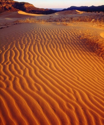 Picture of USA, UTAH CORAL PINK SAND DUNES AT SUNSET