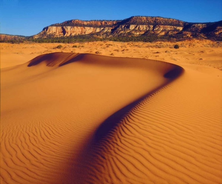 Picture of USA, UTAH CORAL PINK SAND DUNES AT SUNSET