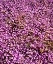 Picture of CALIFORNIA, CLEVELAND NF FLOWERS BLOOMING