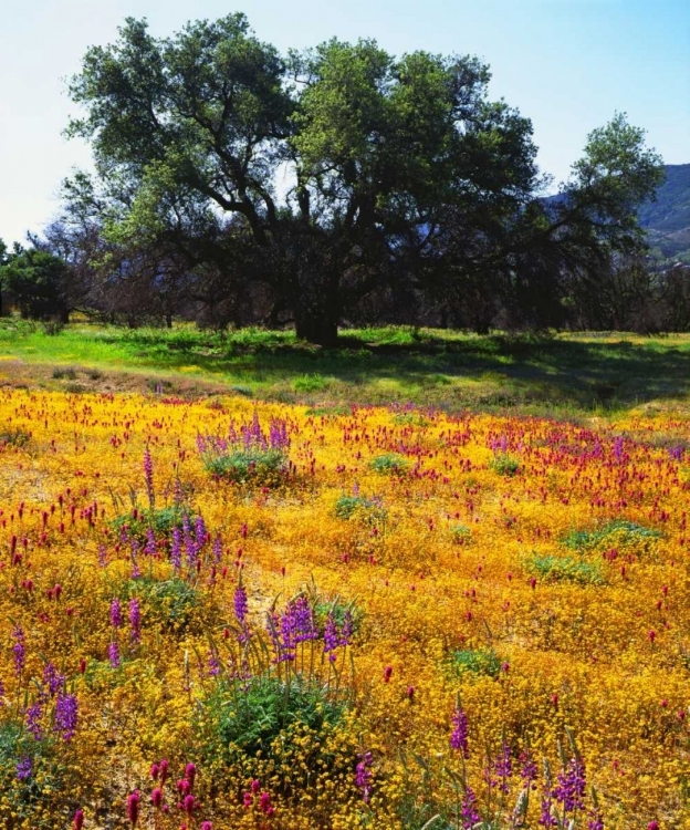 Picture of CALIFORNIA, CLEVELAND NF FLOWERS BLOOMING