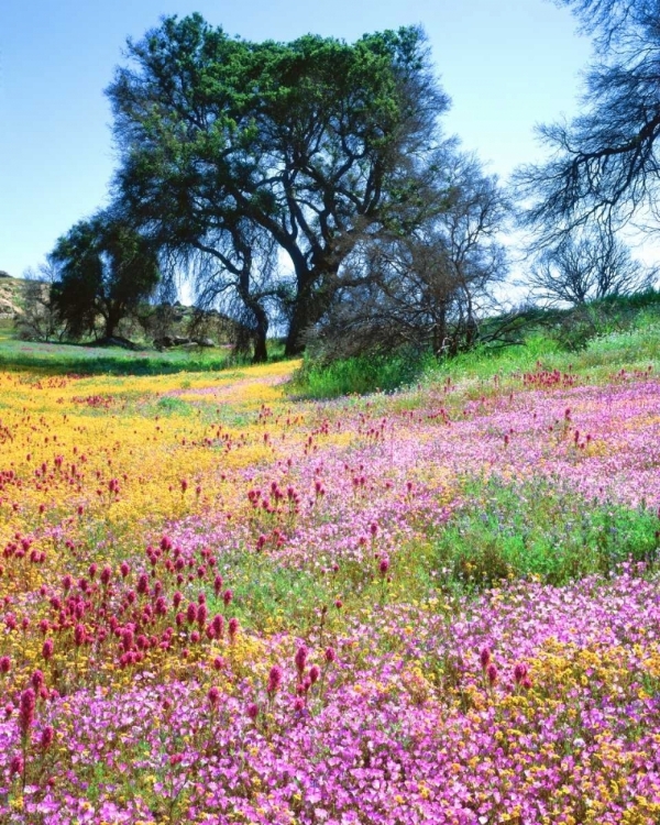 Picture of CALIFORNIA, CLEVELAND NF FLOWERS BLOOMING