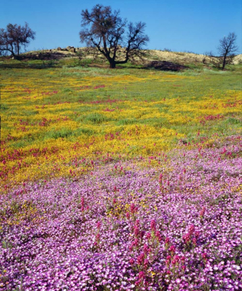 Picture of CALIFORNIA, CLEVELAND NF FLOWERS BLOOMING