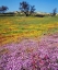 Picture of CALIFORNIA, CLEVELAND NF FLOWERS BLOOMING