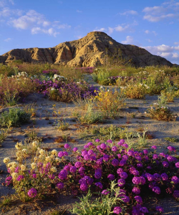 Picture of CALIFORNIA, ANZA-BORREGO A MIX OF FLOWERS