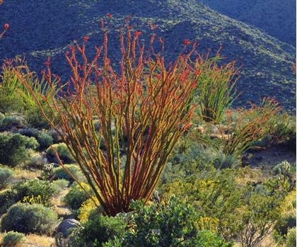 Picture of CALIFORNIA, ANZA-BORREGO OCOTILLO FLOWERS