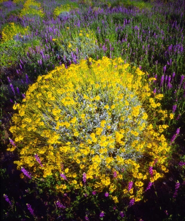 Picture of CA, JOSHUA TREE NP BRITTLEBUSH AND LUPINE