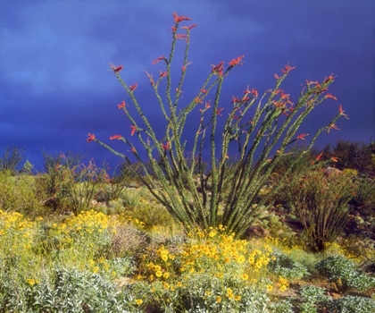 Picture of CA, ANZA-BORREGO OCOTILLO AND BRITTLEBUSH