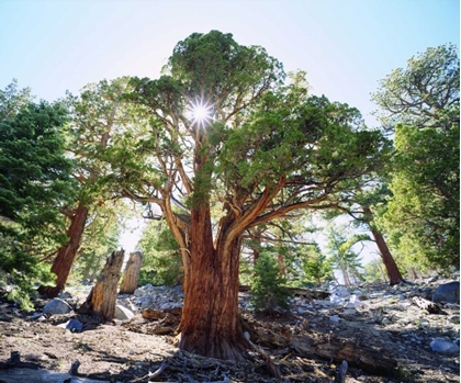 Picture of CA, SIERRA NEVADA OLD-GROWTH JUNIPER TREE