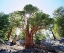 Picture of CA, SIERRA NEVADA OLD-GROWTH JUNIPER TREE