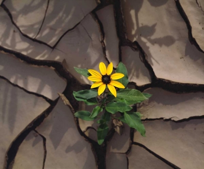 Picture of CA, ANZA-BORREGO SUNFLOWER GROWING IN MUD