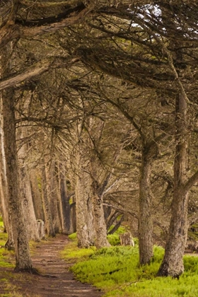 Picture of CALIFORNIA, MORRO BAY PATH THROUGH THE FOREST