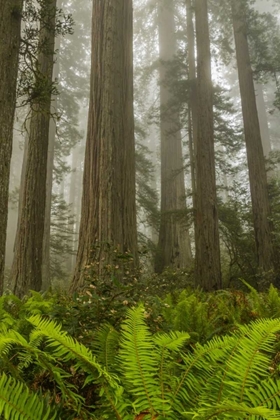 Picture of CALIFORNIA, REDWOODS NP REDWOOD TREES AND FOG