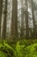 Picture of CALIFORNIA, REDWOODS NP REDWOOD TREES AND FOG