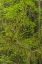 Picture of CALIFORNIA, REDWOODS NP MOSSY LIMBS IN FOREST