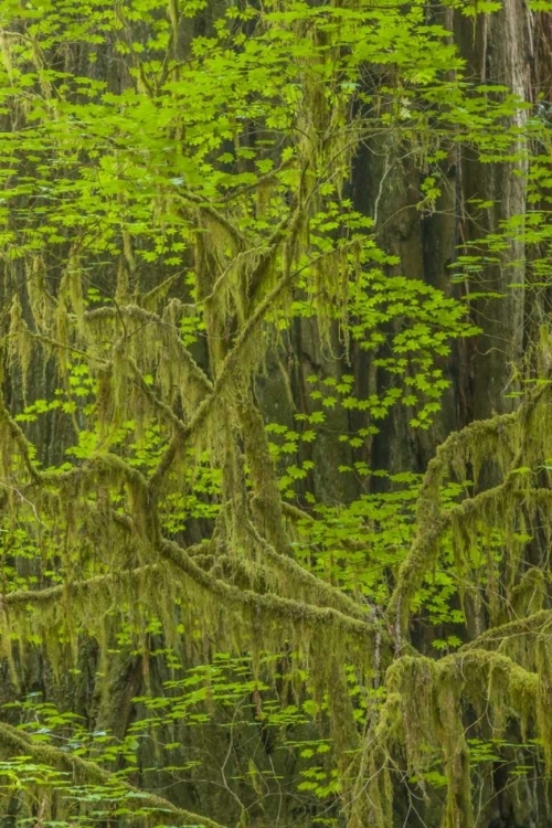 Picture of CALIFORNIA, REDWOODS NP MOSSY LIMBS IN FOREST