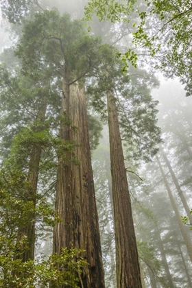 Picture of CALIFORNIA, REDWOODS NP REDWOOD TREES AND FOG