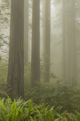 Picture of CALIFORNIA, REDWOODS NP REDWOOD TREES AND FOG