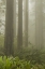 Picture of CALIFORNIA, REDWOODS NP REDWOOD TREES AND FOG