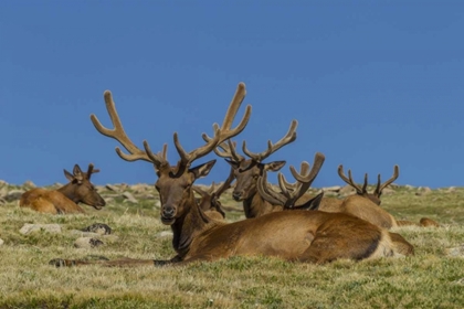 Picture of COLORADO, ROCKY MOUNTAIN NP BULL ELKS RESTING