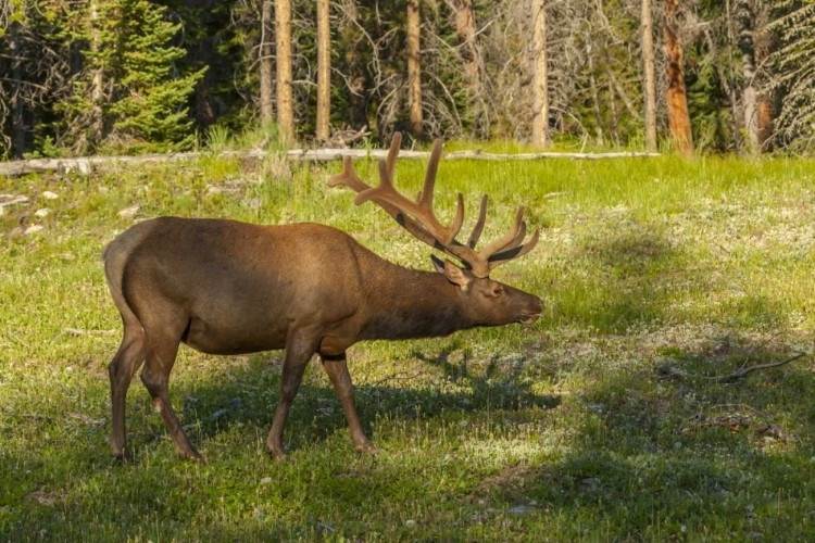 Picture of COLORADO, ROCKY MOUNTAIN NP BULL ELK IN FIELD