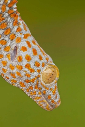 Picture of NORTH CAROLINA CLOSE-UP OF TOKAY GECKOS HEAD