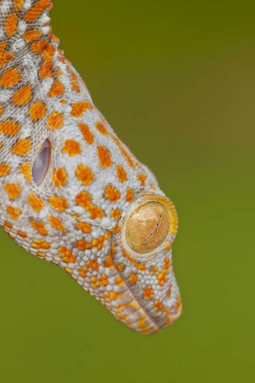 Picture of NORTH CAROLINA CLOSE-UP OF TOKAY GECKOS HEAD