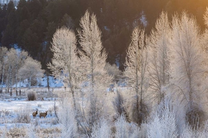 Picture of WYOMING, GRAND TETON NP FROSTED TREES AND ELK