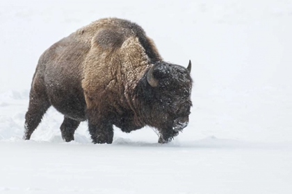 Picture of WYOMING, YELLOWSTONE NP BISON WALKING IN SNOW