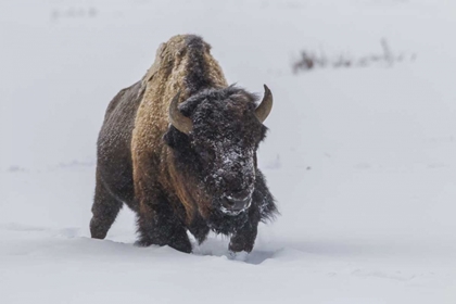 Picture of WYOMING, YELLOWSTONE NP BISON WALKING IN SNOW