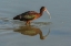 Picture of UTAH, BEAR RIVER NWR WHITE-FACED IBIS FEEDING